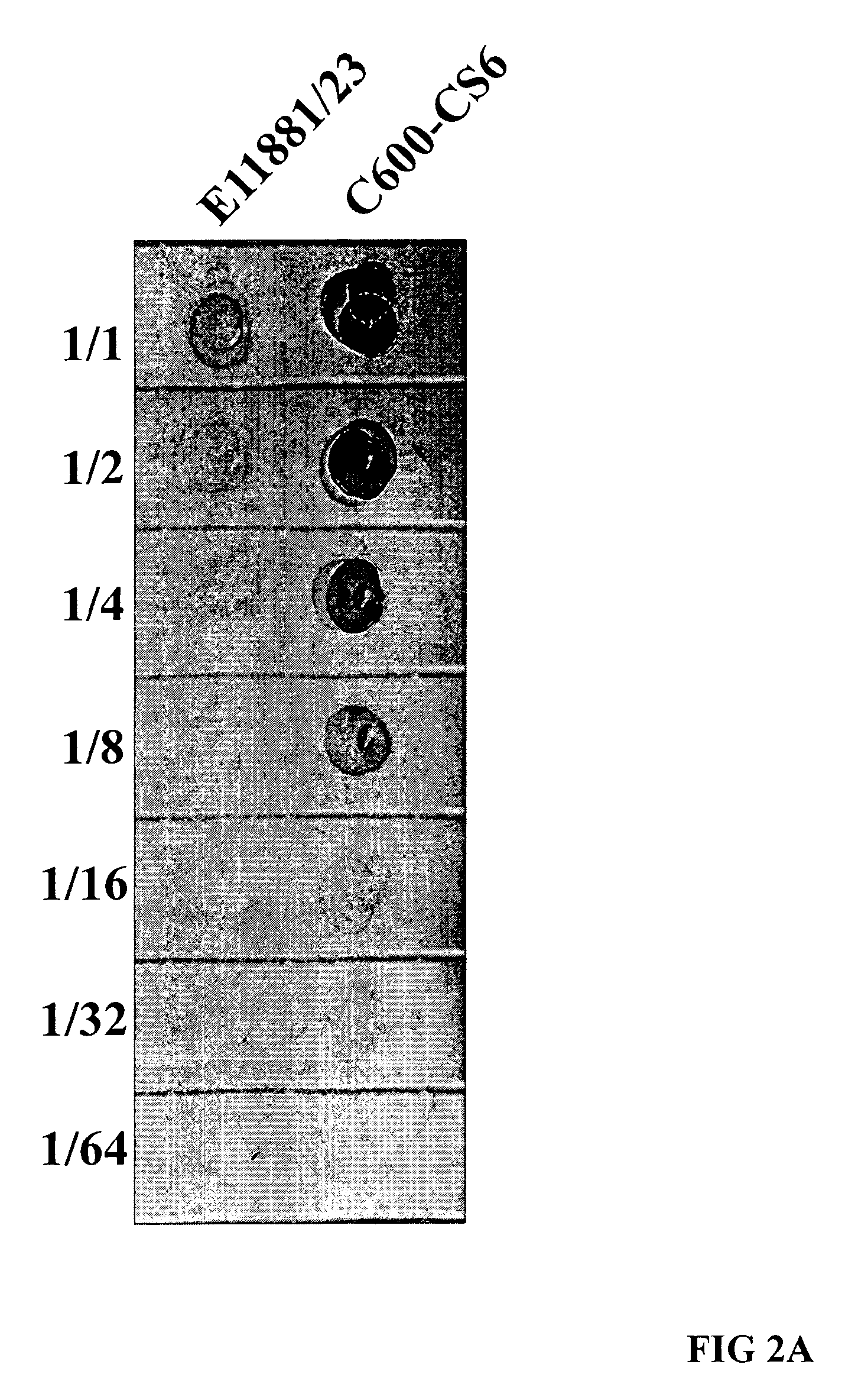 Method for increasing ETEC CS6 antigen presentation on cell surface and products obtainable thereof