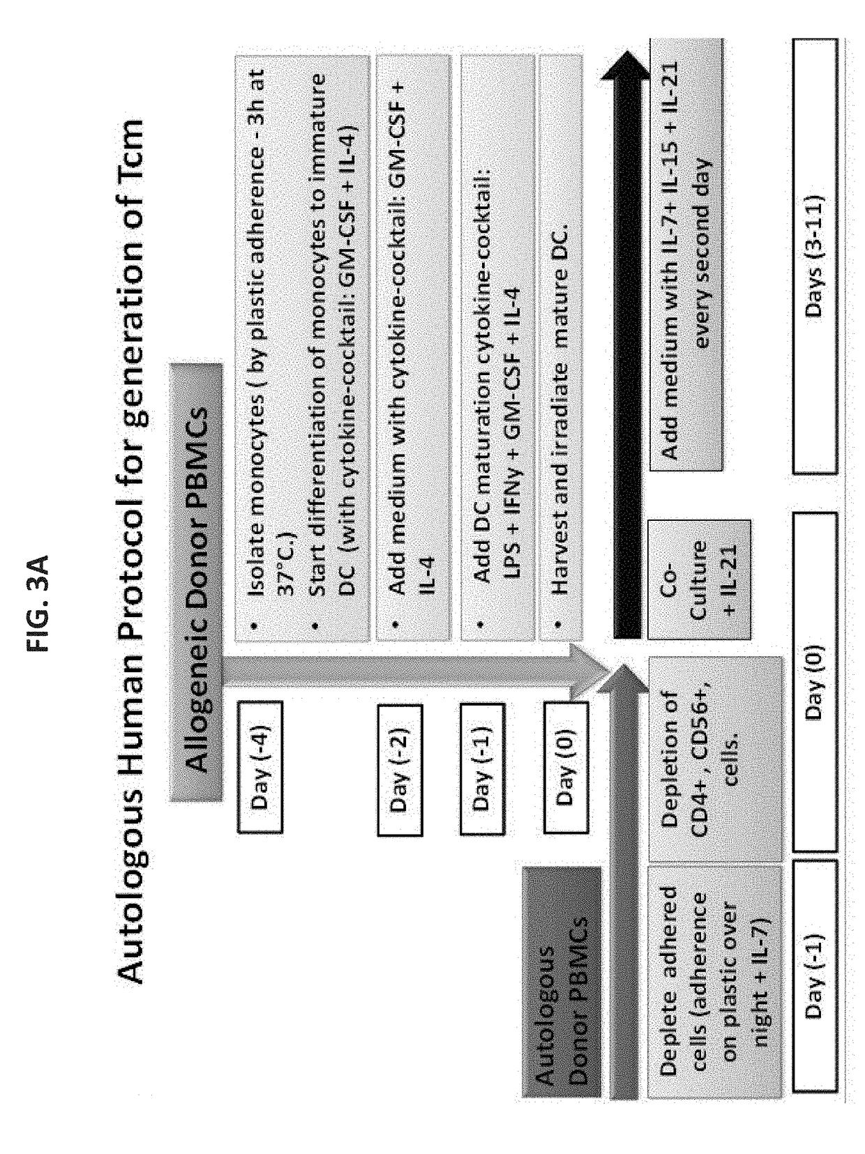 Anti third party central memory t cells, methods of producing same and use of same in transplantation and disease treatment