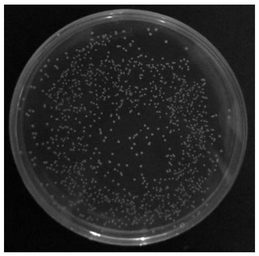 Lactiplantibacillus plantarum HNU082 with antagonistic effect and application thereof