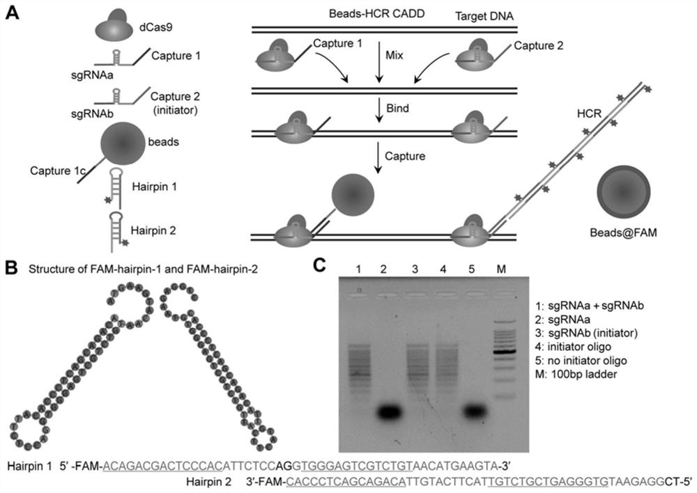 A DNA detection method based on CRISPR/Cas9 and its application
