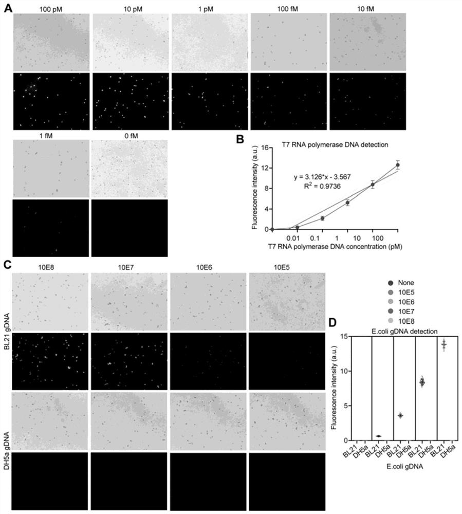 A DNA detection method based on CRISPR/Cas9 and its application