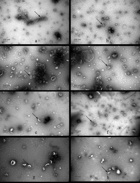 Method for increasing tissue exosome yield by using freezing microtome