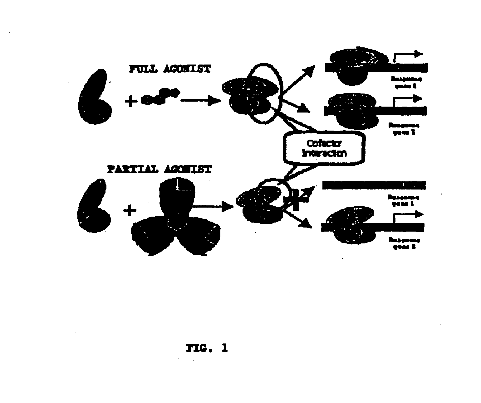 PPAR Modulators