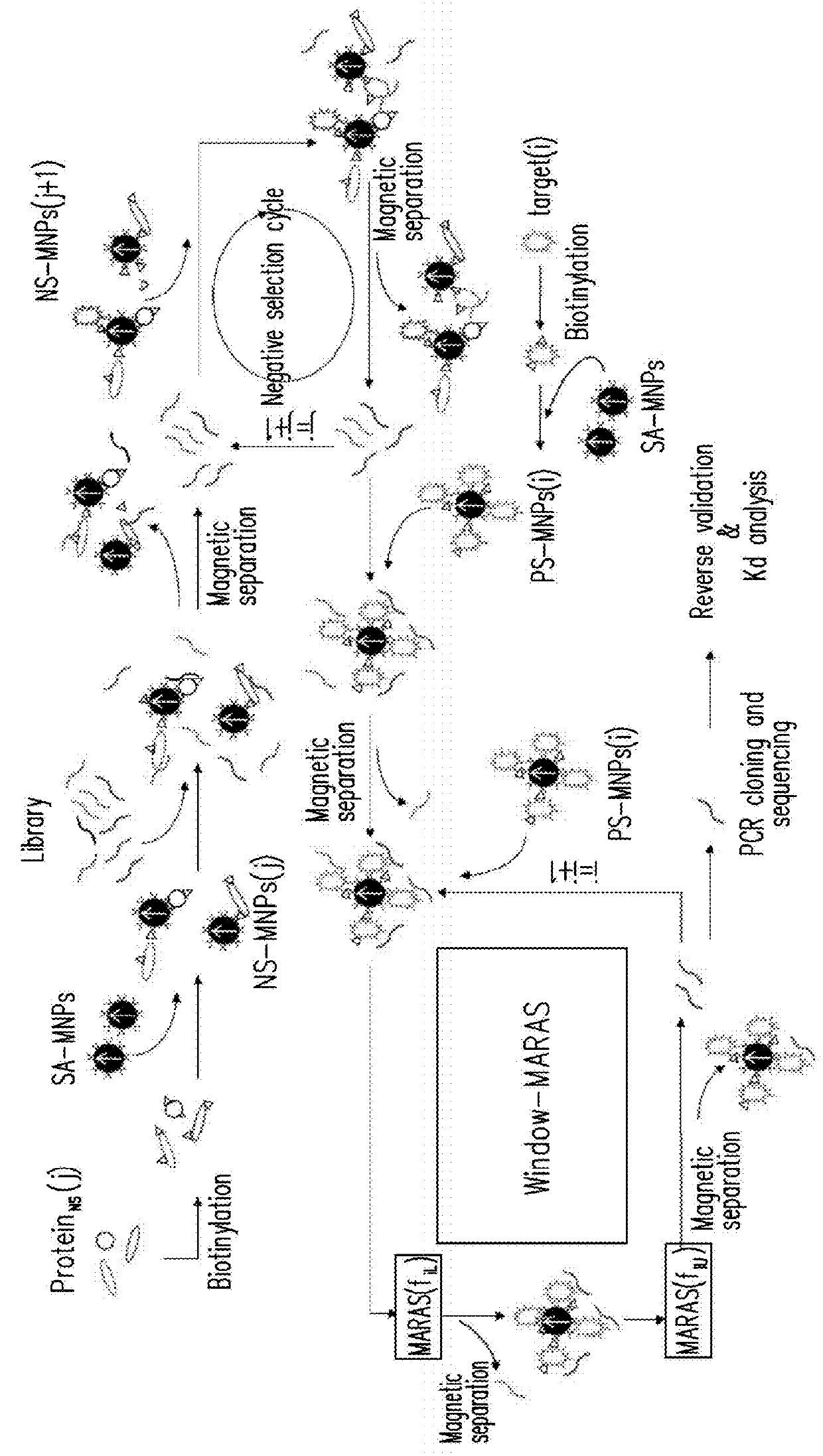 Method of multiplex immunoassays utilizing differential affinity and methods for synthesizing aptamer-based reagents for multiplex immunoassays