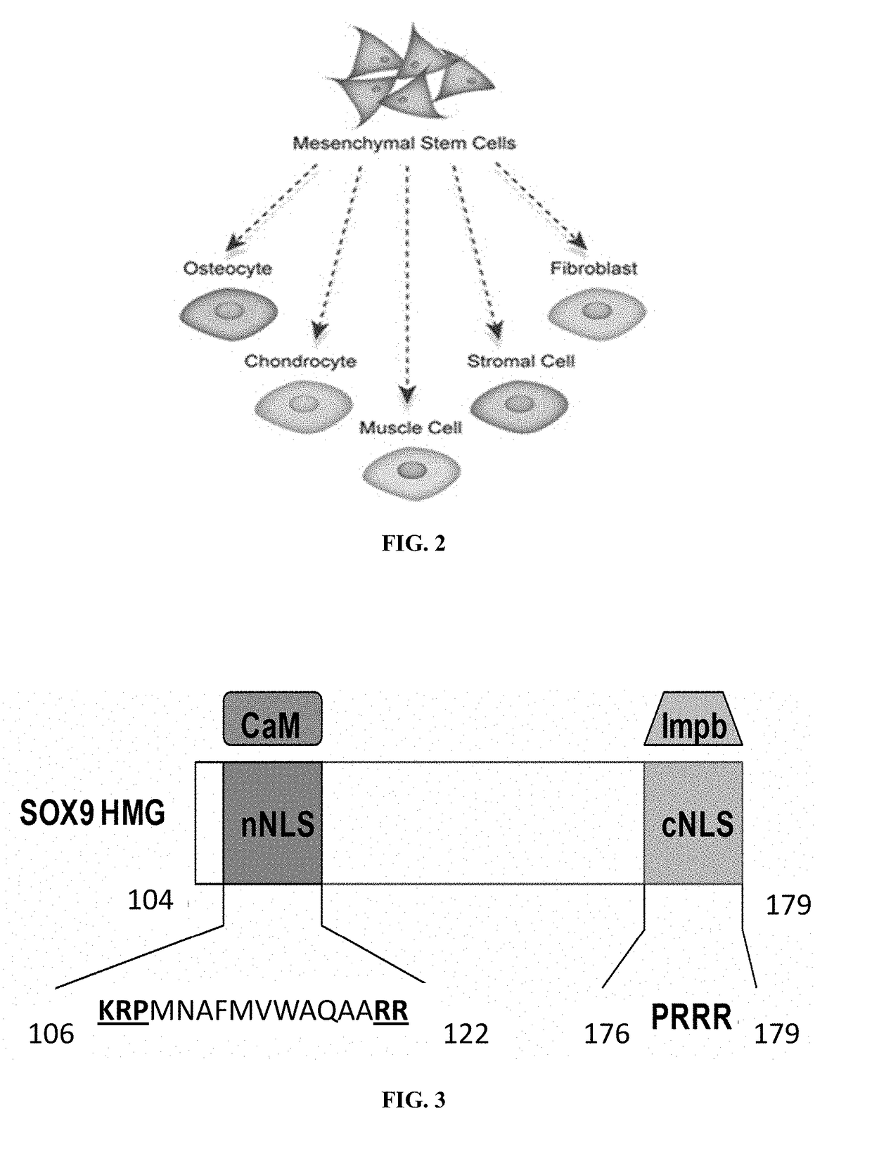 Methods for repairing cartilage damage