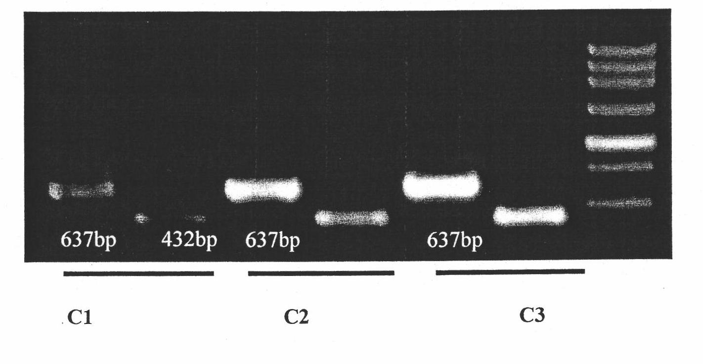 Method for amplifying ITS break sequence in Bactrocera dorsalis rDNA by nesting PCR