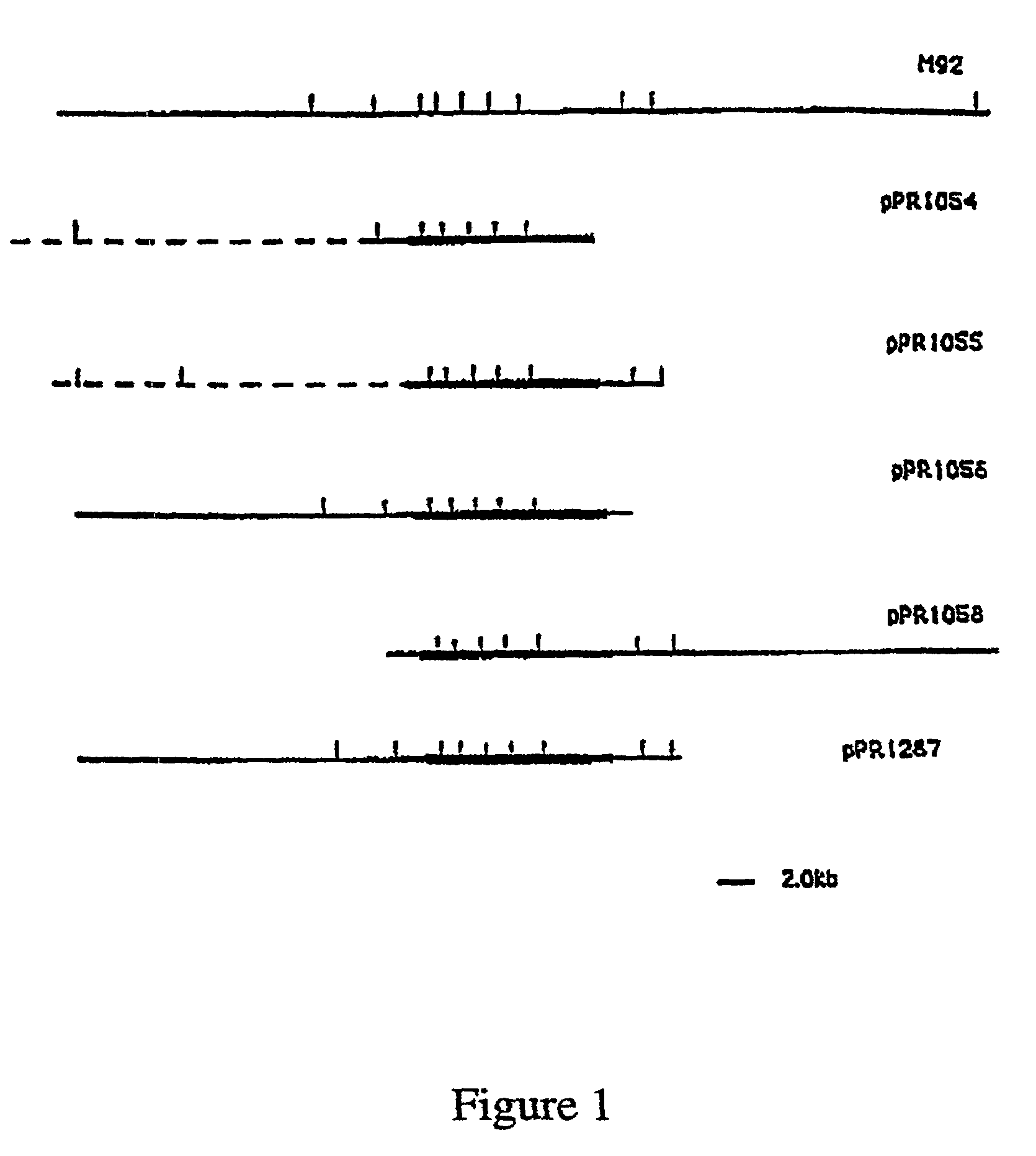 Nucleic acid-based methods of detecting bacterial o-antigens