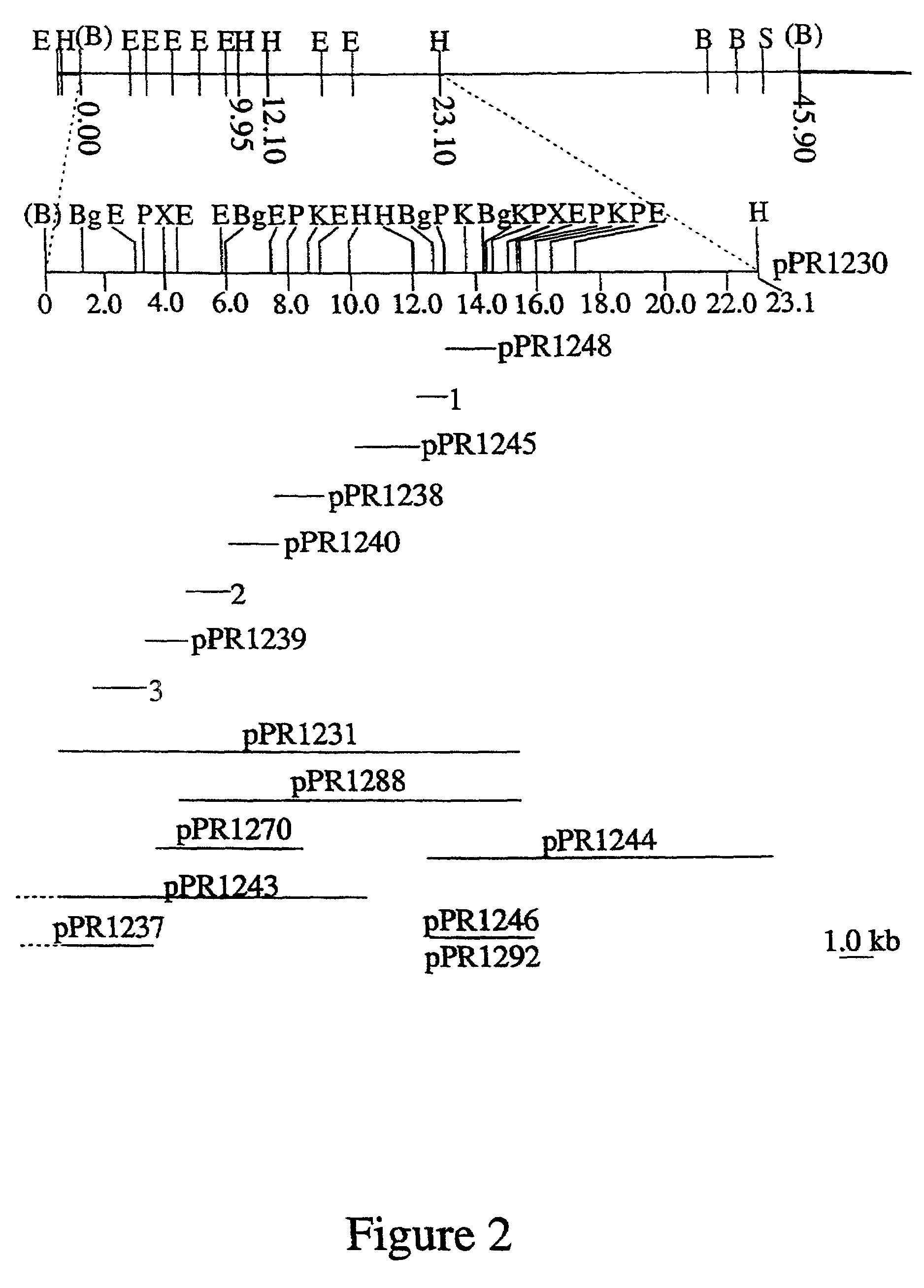 Nucleic acid-based methods of detecting bacterial o-antigens