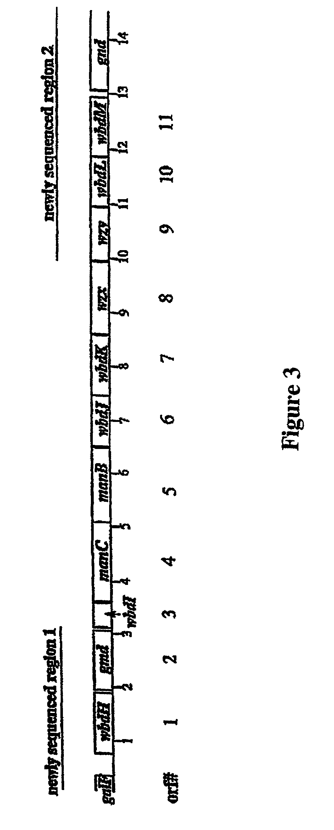 Nucleic acid-based methods of detecting bacterial o-antigens