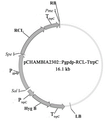 Aspergillus niger genetically engineered bacterium used for producing Rhizopus chinensis lipase, and preparation method thereof