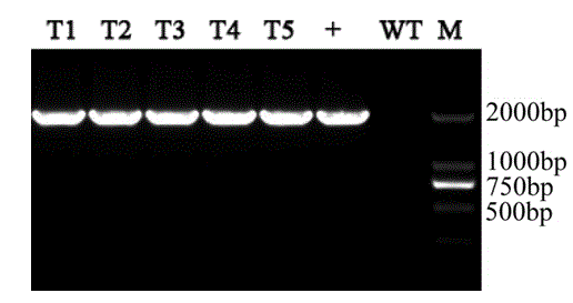 Aspergillus niger genetically engineered bacterium used for producing Rhizopus chinensis lipase, and preparation method thereof