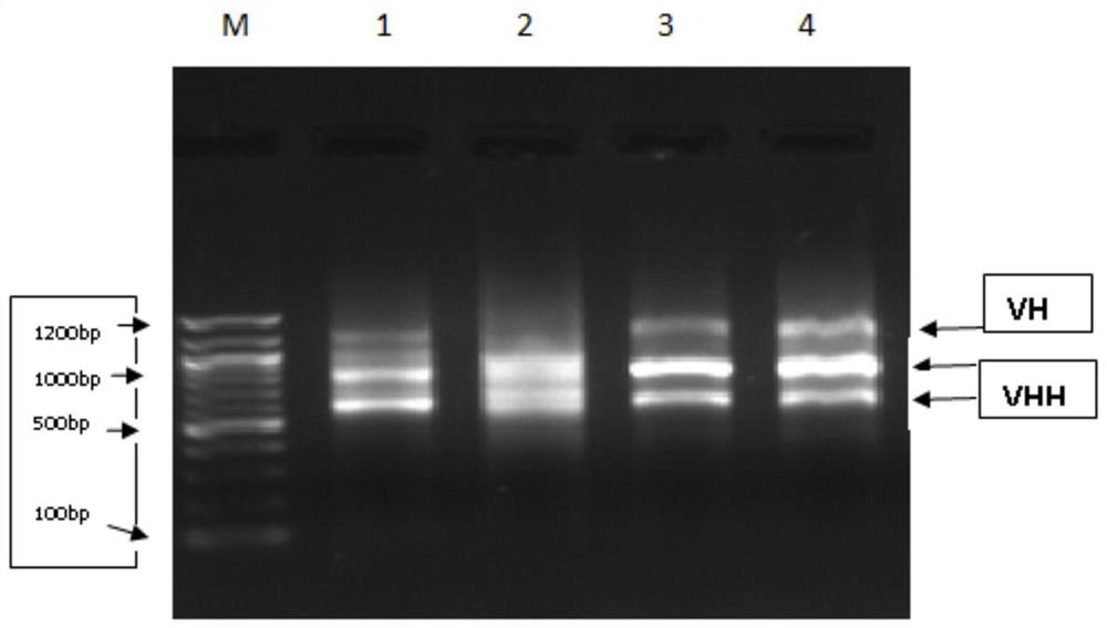 Single-domain antibody combined with immunoglobulin, anti-avian influenza single-domain antibody, bifunctional antibody and application thereof
