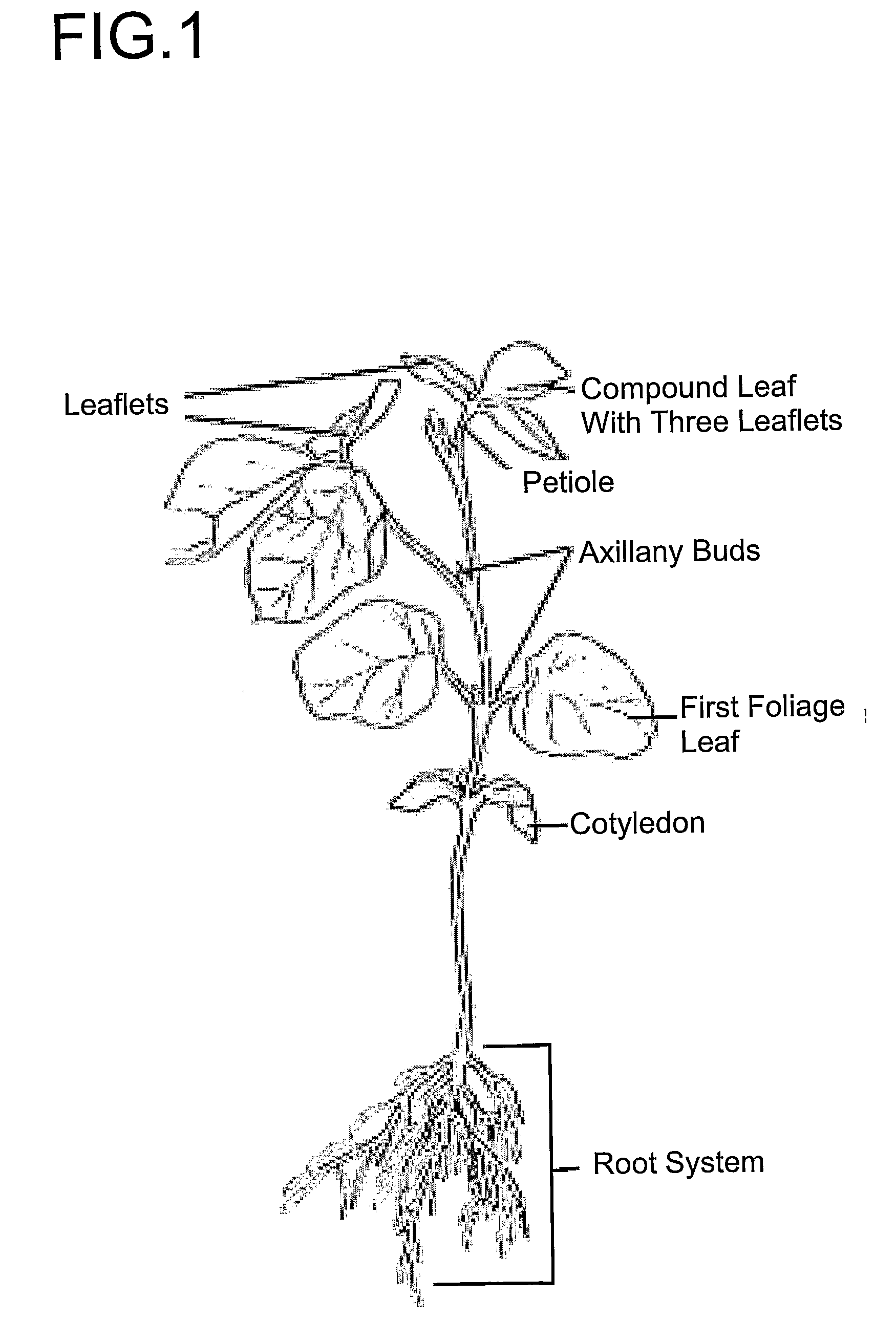 Transformation of soybean
