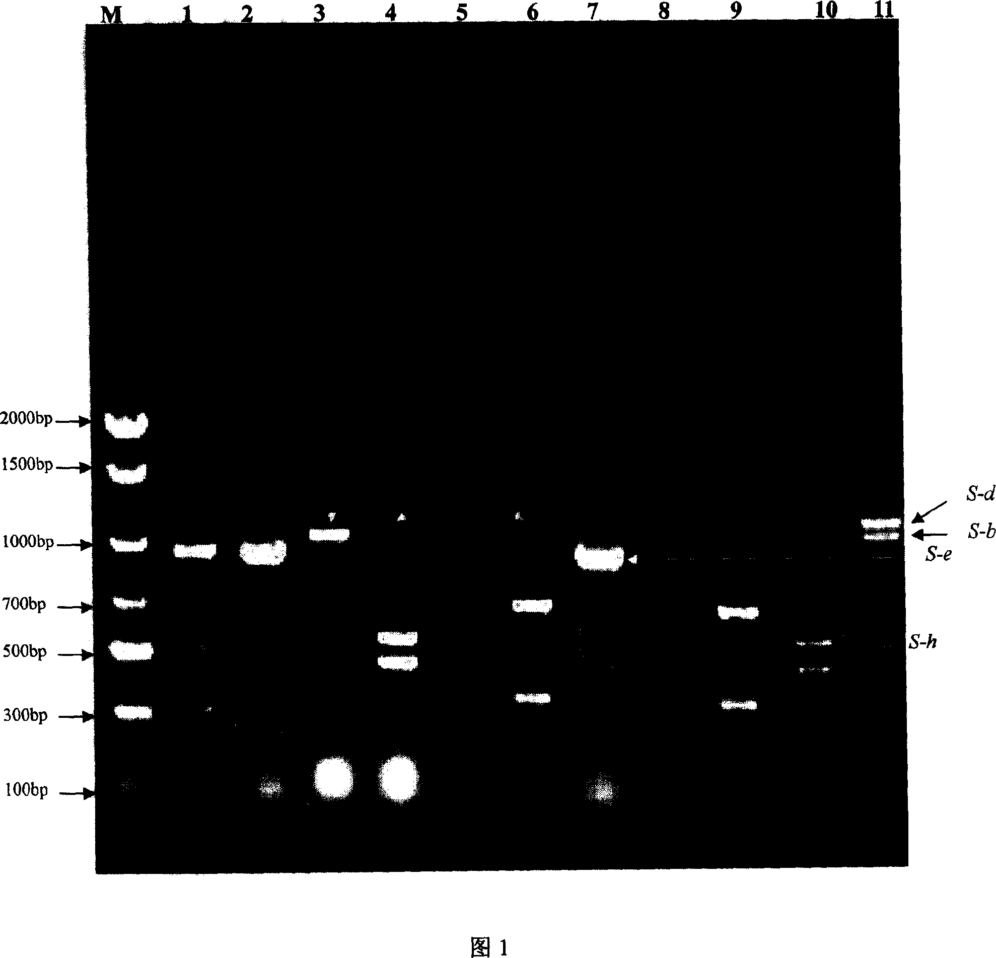 Molecule mark identification method for plum pollen autocopulation non-compatible genotype