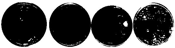 Phenol-degrading bacterium immobilization spherical granules and preparation method and application thereof