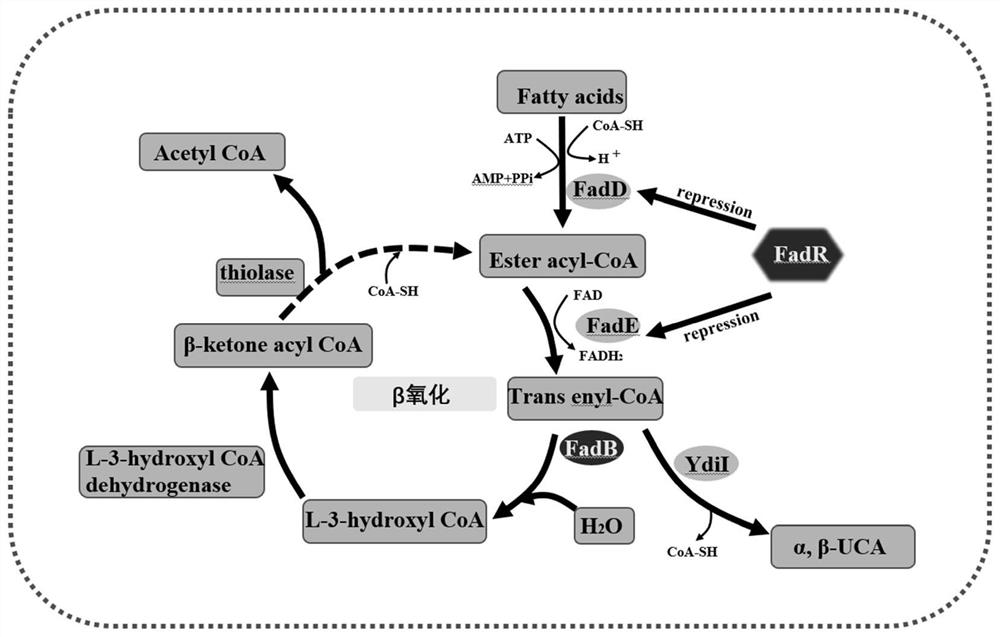 A method for preparing α, β unsaturated fatty acids by using fatty acid as raw material and utilizing Escherichia coli engineering bacteria