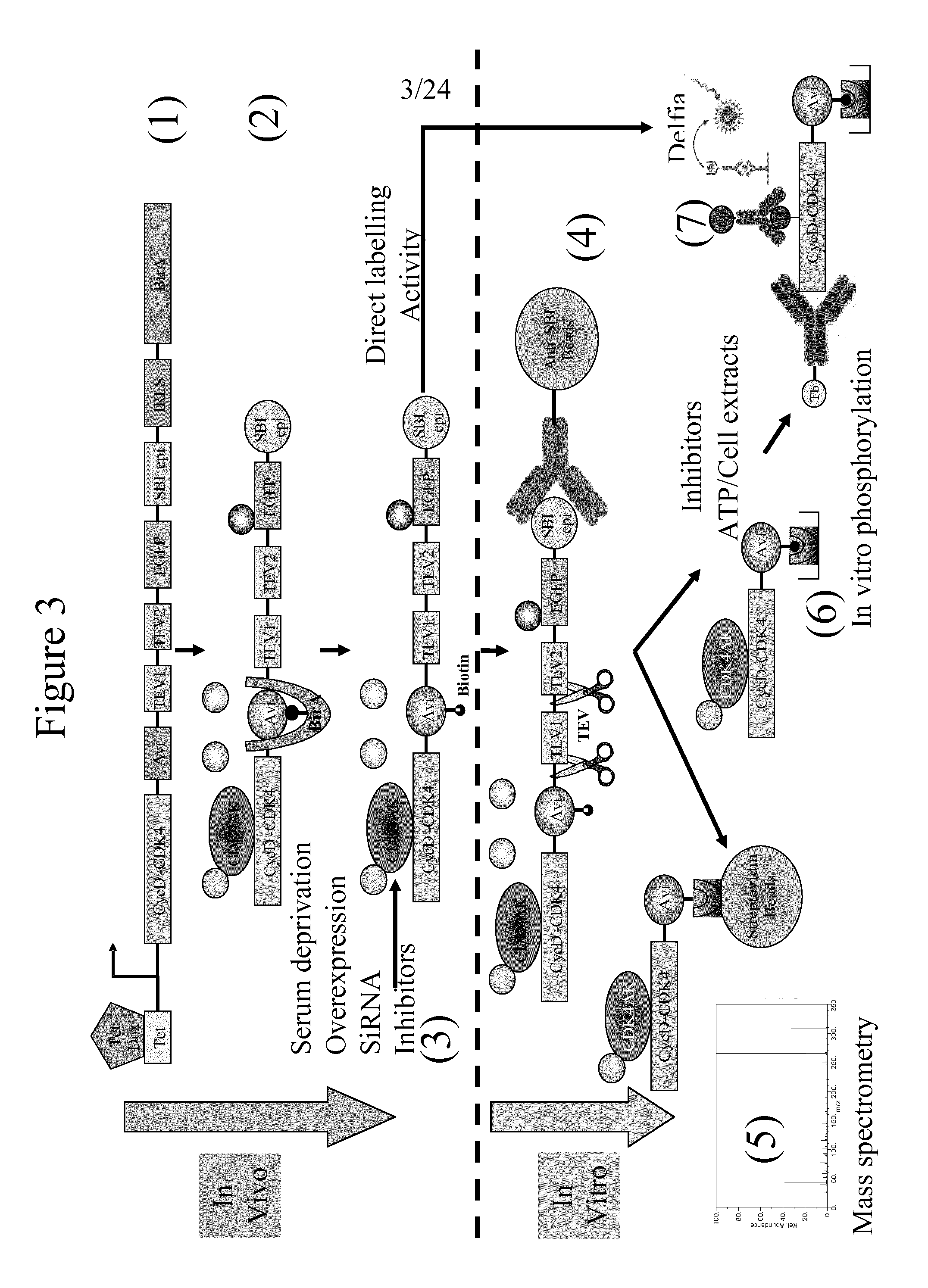 Immobilised cyclin-dependent kinase 4 fusion proteins and uses thereof