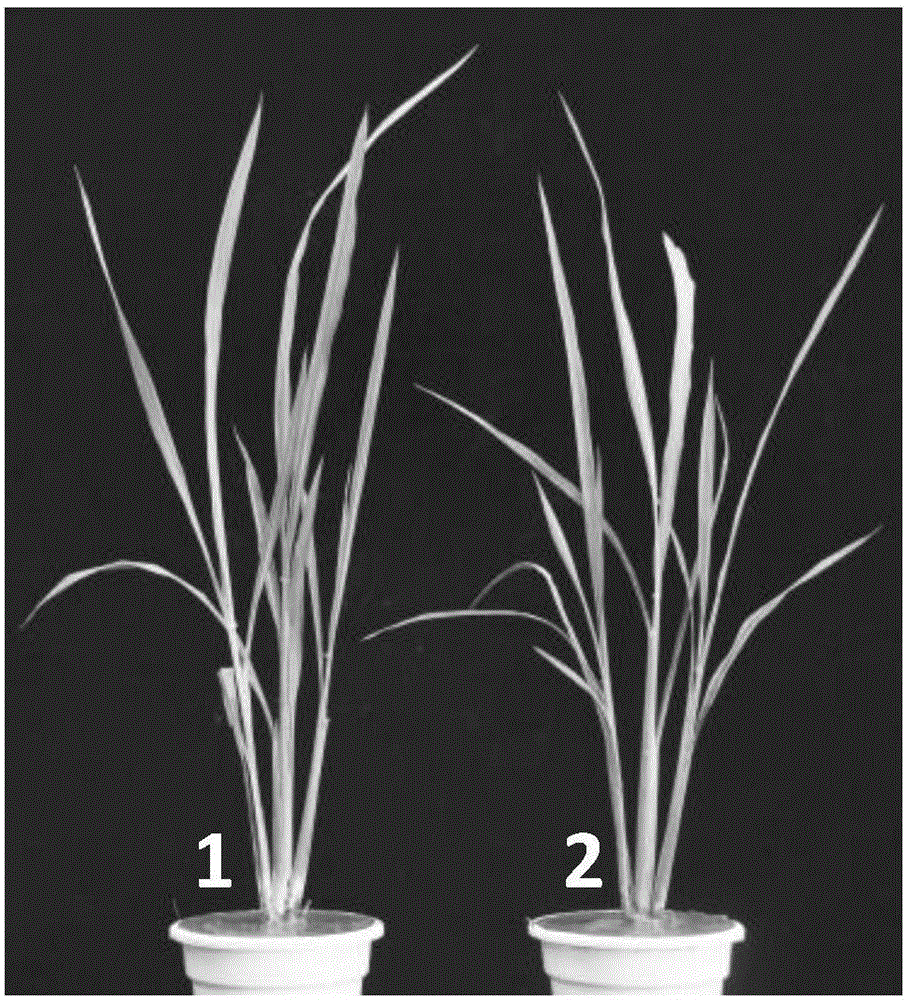 Rice lesion mimic gene and encoded protein thereof
