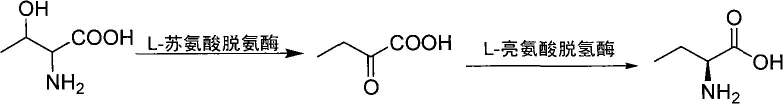 Method for preparing L-2-aminobutyric acid by enzyme method