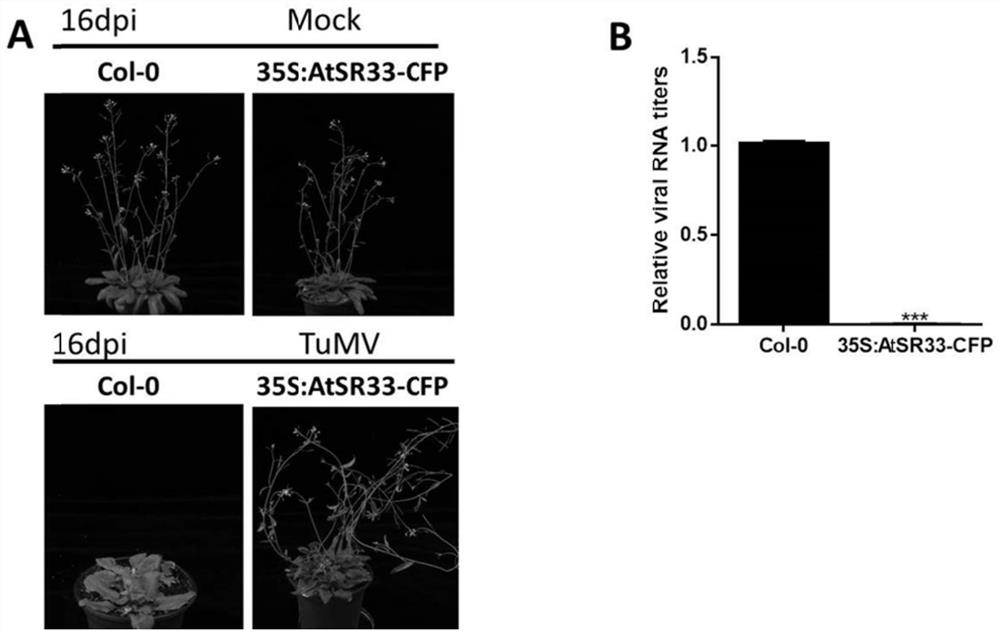 Application of arabidopsis thaliana AtSR33 gene in inhibition of turnip mosaic virus infection