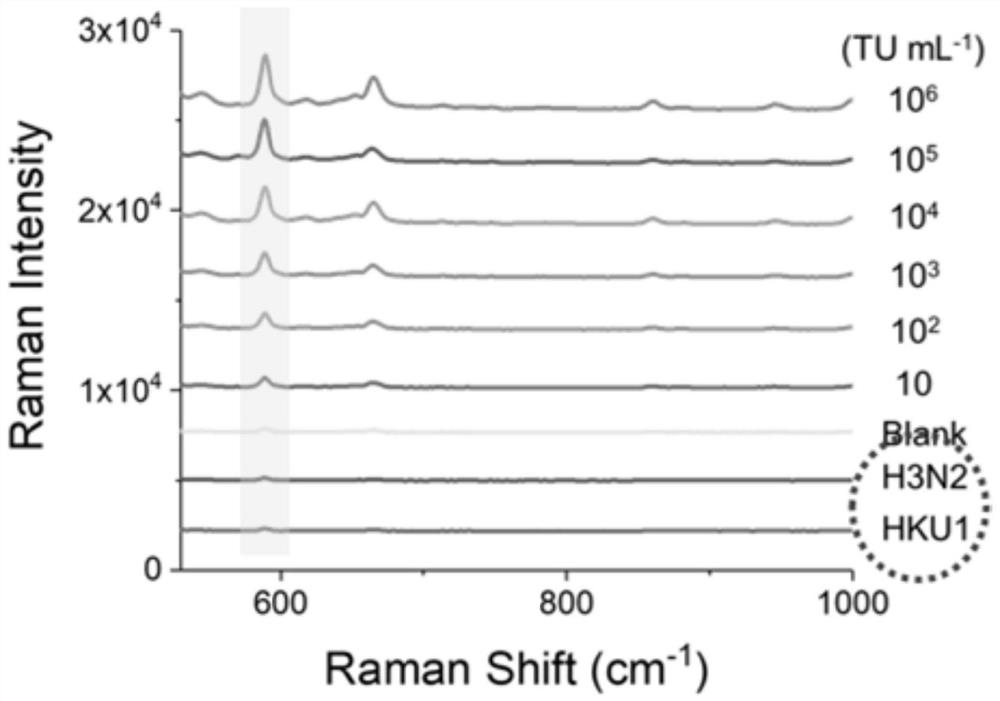 Method for detecting new coronavirus SARS-CoV-2 antigen by combining two-dimensional plane with SERS (Surface Enhanced Raman Scattering)