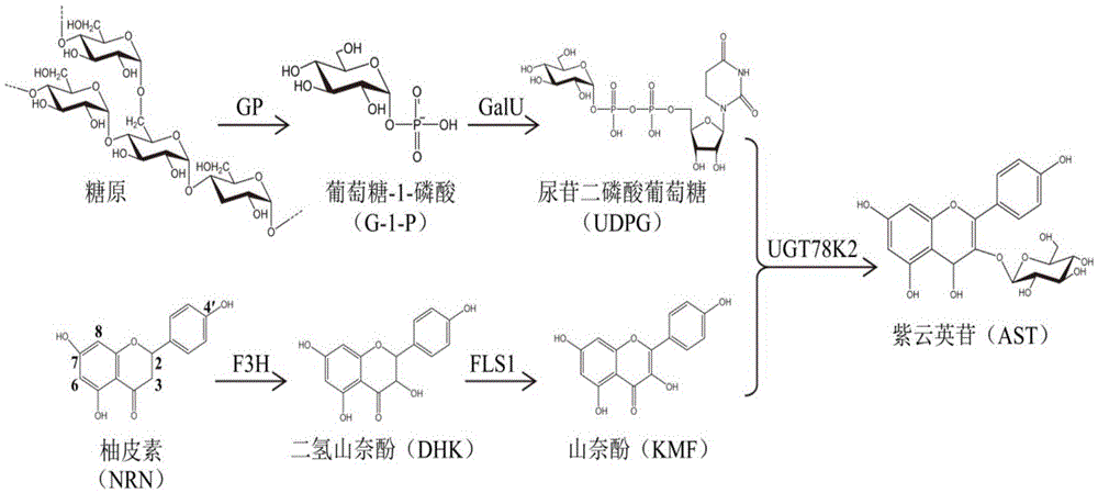 Method for enzymatically synthesizing astragalin