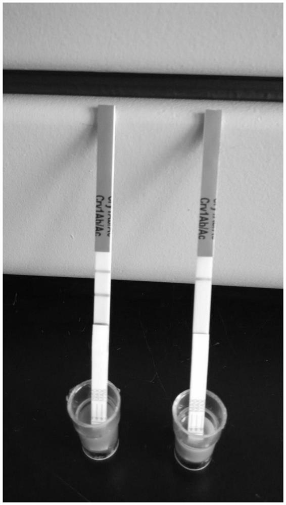 Non-transgenic cotton breeding method