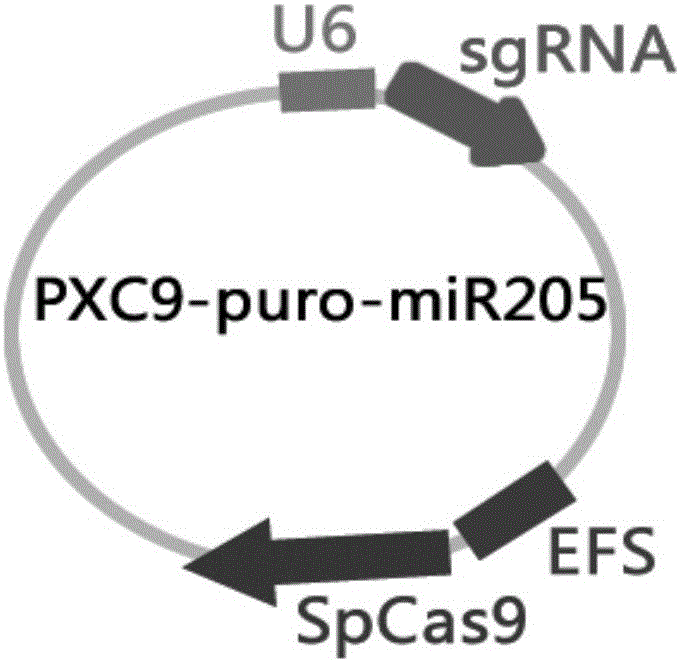 MiR-205 gene knockout kit based on CRISPR-Cas9 gene knockout technology
