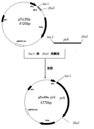 Construction method for producing succinic acid Escherichia coli gene engineering bacteria by means of xylose-metabolism
