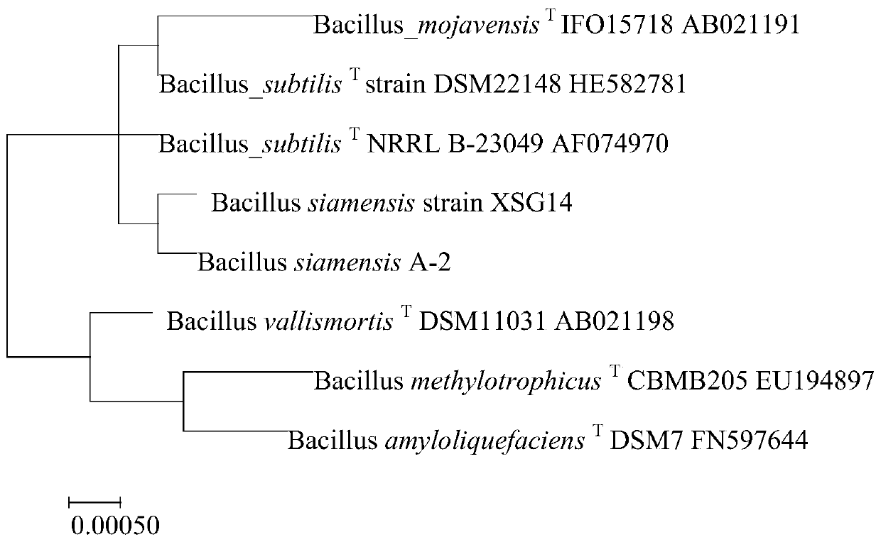 Bacillus siamensis, microbial agent containing bacillus siamensis and application thereof
