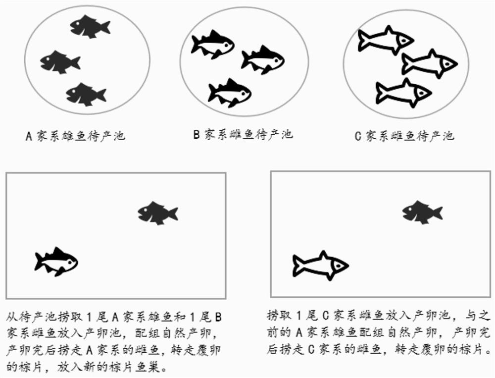 Efficient construction method for half-sib family of micropterus salmoides