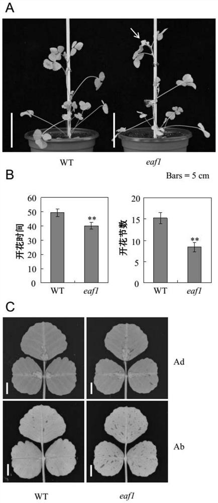 Application of EAF1 protein in regulation and control of anthocyanin synthesis and flowering time