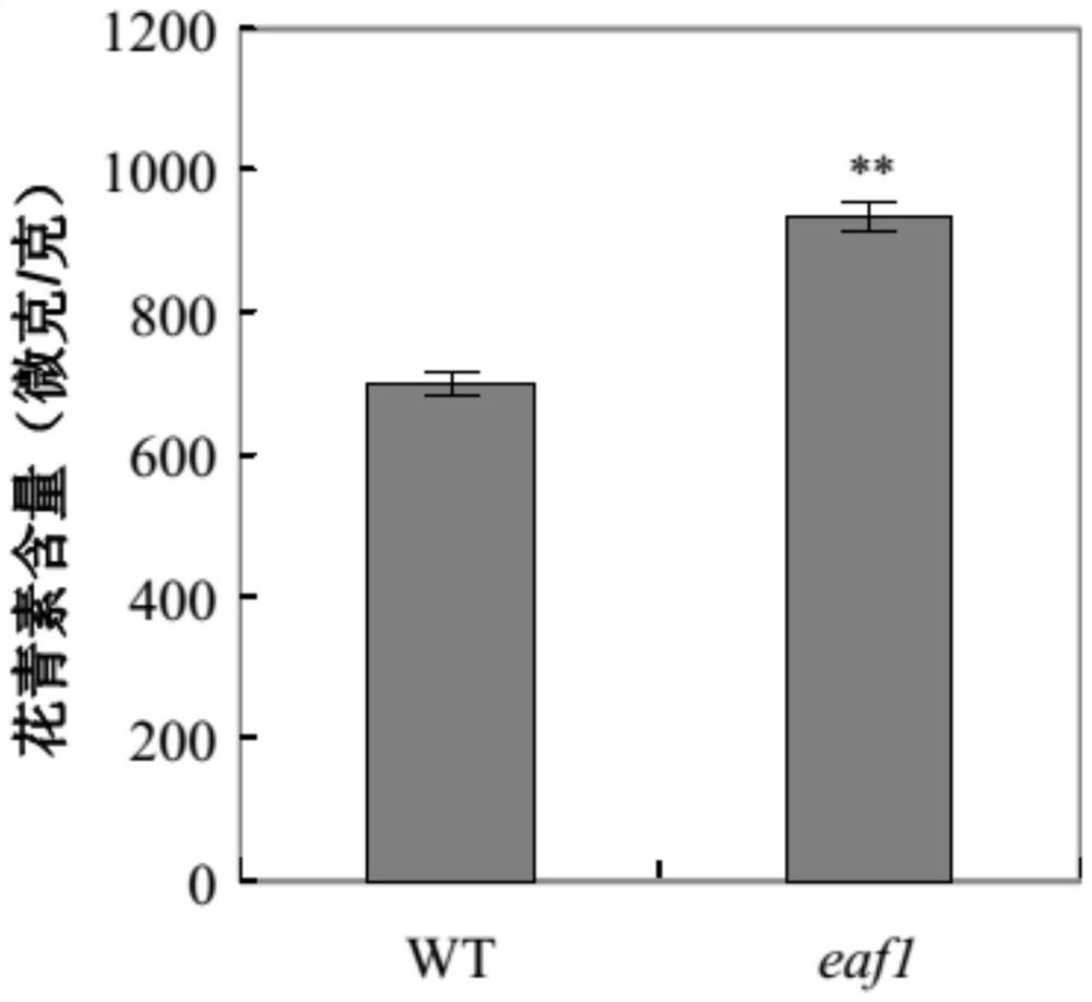 Application of EAF1 protein in regulation and control of anthocyanin synthesis and flowering time