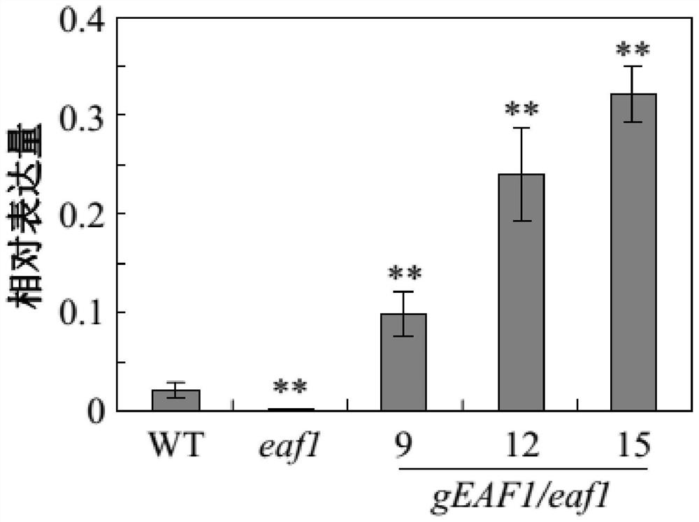 Application of EAF1 protein in regulation and control of anthocyanin synthesis and flowering time