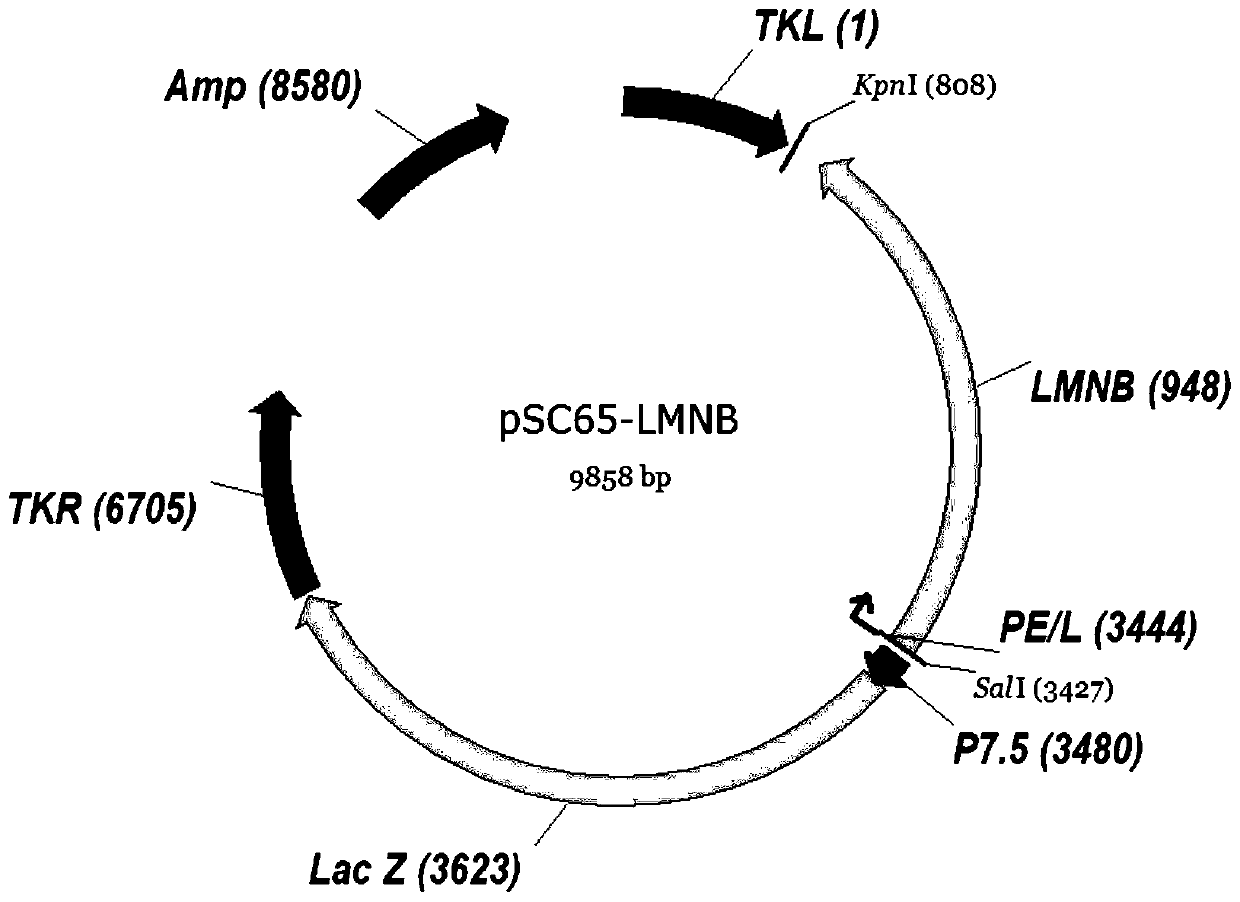 Recombinant virus vector, immune composition containing same, and use