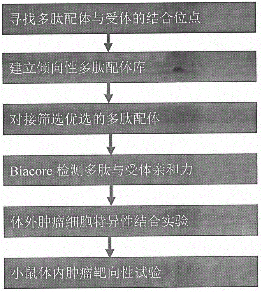 Polypeptide capable of specifically binding with human vascular endothelial growth factor receptor-3 (VEGFR-3) protein and screening method and identification and application of polypeptide