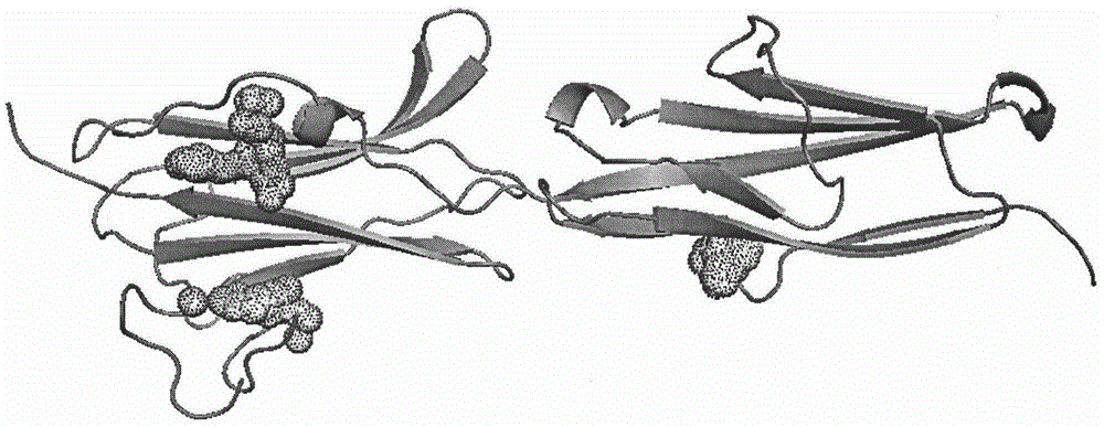 Polypeptide capable of specifically binding with human vascular endothelial growth factor receptor-3 (VEGFR-3) protein and screening method and identification and application of polypeptide