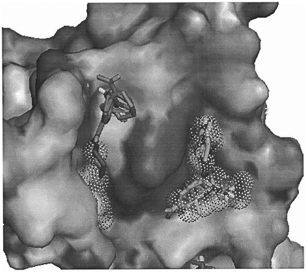 Polypeptide capable of specifically binding with human vascular endothelial growth factor receptor-3 (VEGFR-3) protein and screening method and identification and application of polypeptide