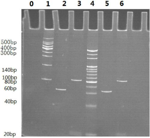 ABCB1 and CYP3A5 gene detection primer group, kit and detection method