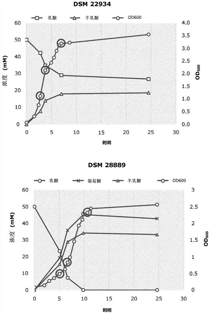 Production of lactase using regulatory altered strains