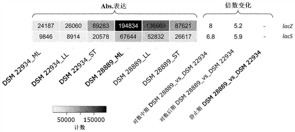 Production of lactase using regulatory altered strains