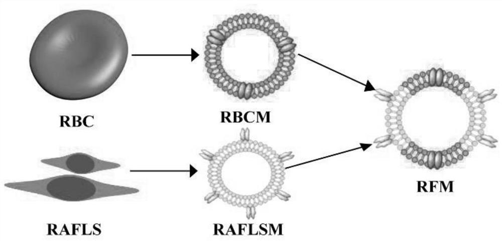 Cytokinin targeted drug-carrying system, preparation method and application thereof