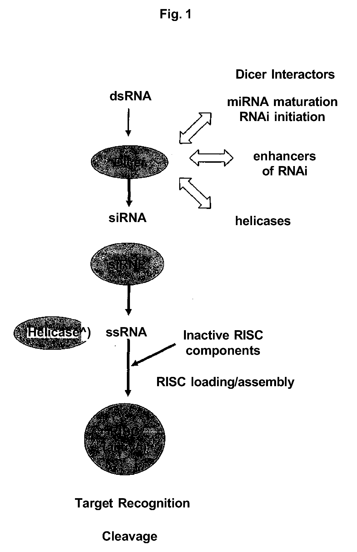 Dicer interacting proteins and uses therefor