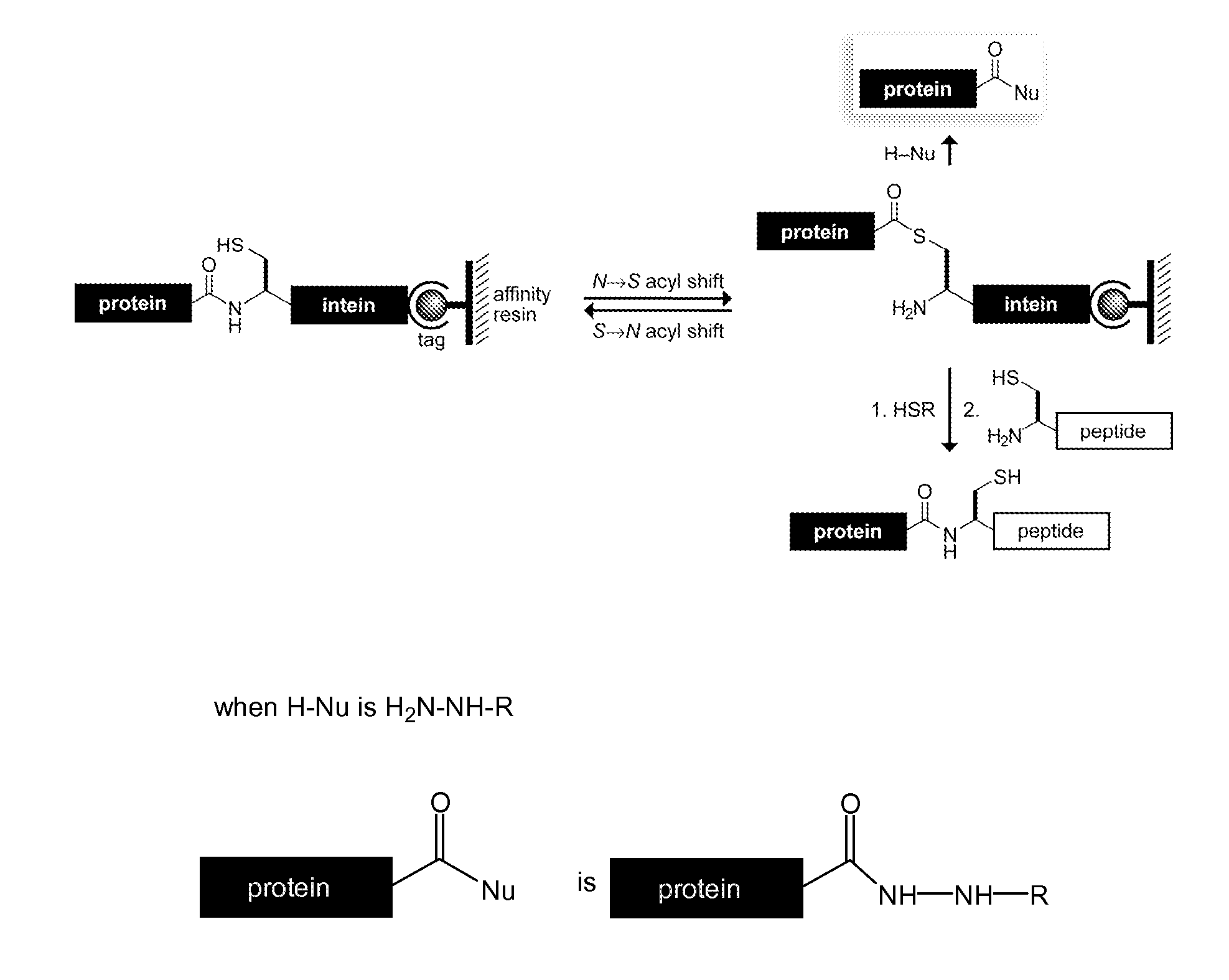 Reagents and Methods for Appending Functional Groups to Proteins