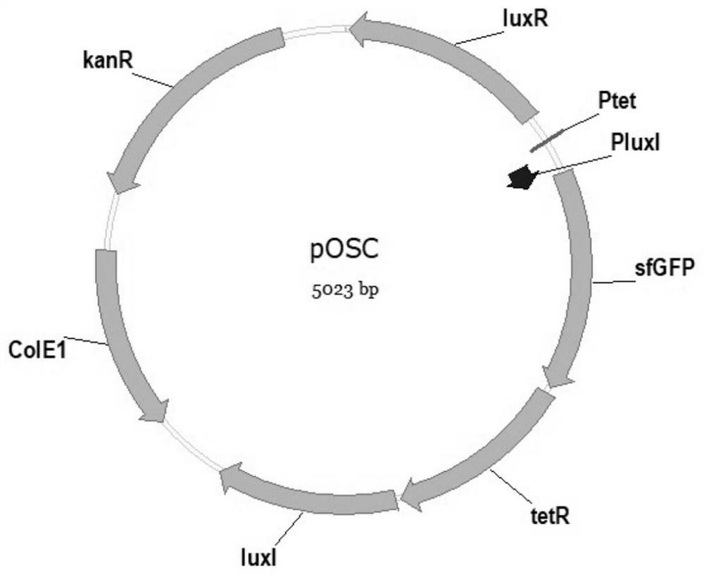 Oscillating gene expression system, construction method and application of oscillating gene expression system in rhamnolipid fermentation