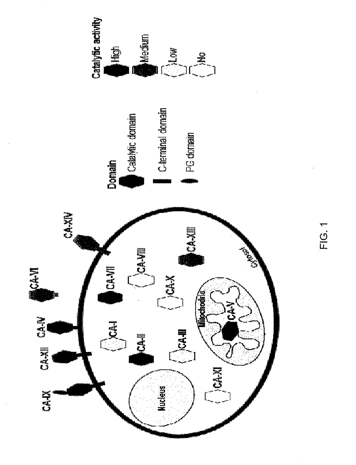 Carbonic anhydrase ix-specific antibodies and uses thereof