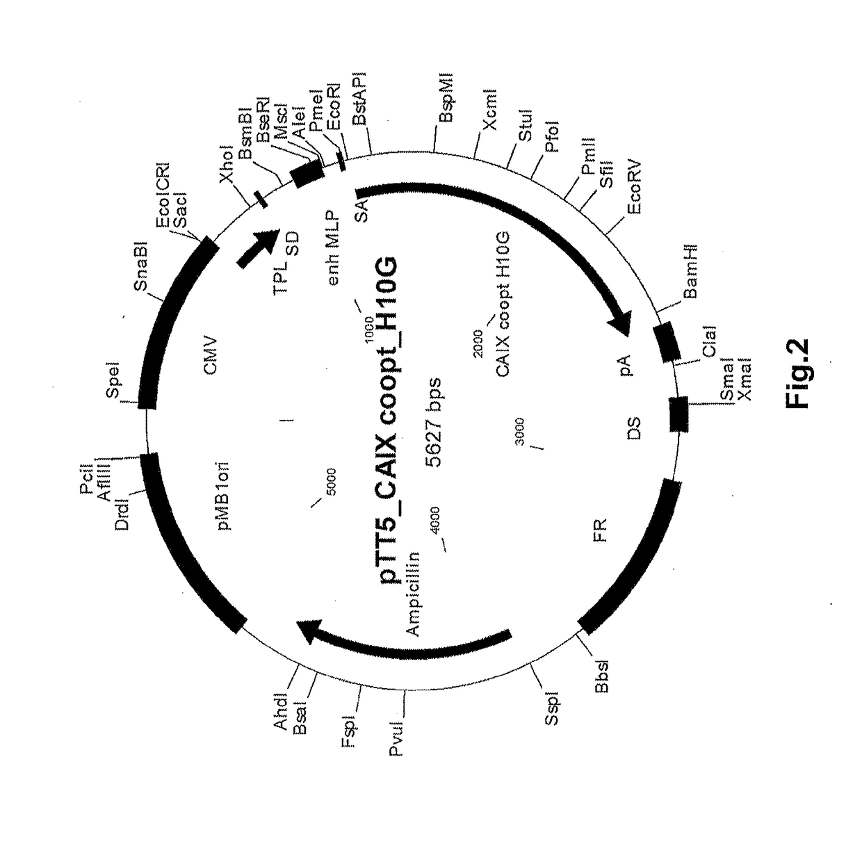 Carbonic anhydrase ix-specific antibodies and uses thereof