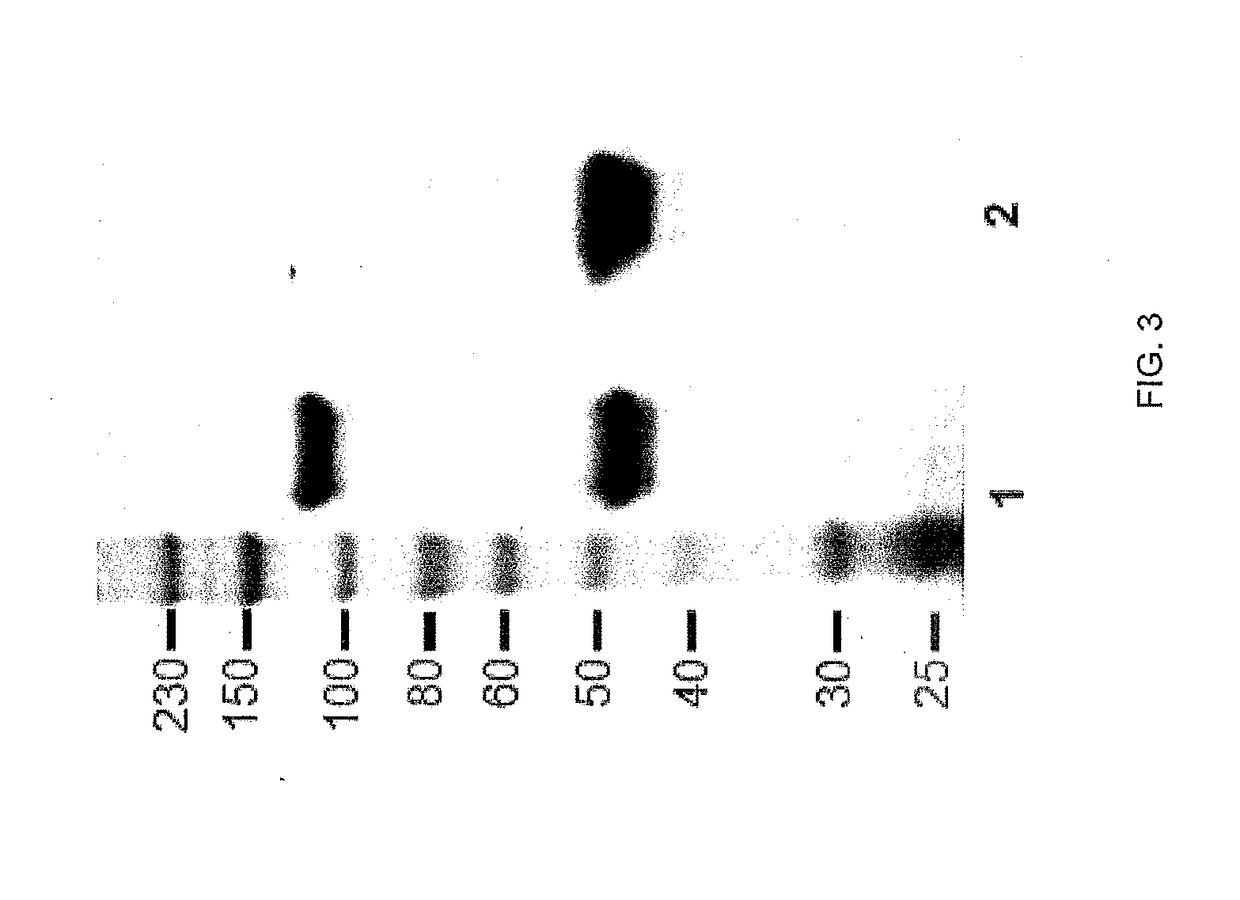 Carbonic anhydrase ix-specific antibodies and uses thereof