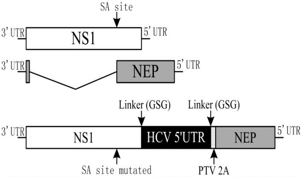 Influenza virus carried HCV nucleic acid test quality control product and preparation method thereof