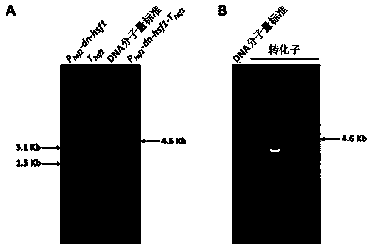 Heat shock transcription factor 1 dominant negative effect mutant and application thereof